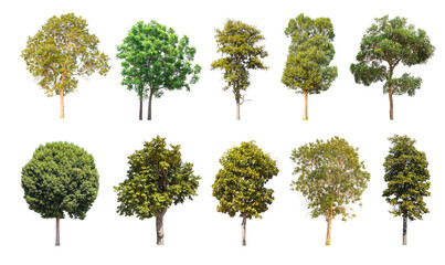 Isolated trees collection on white background