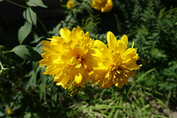 Pair of yellow flowers of Rudbeckia laciniata Goldquelle in July