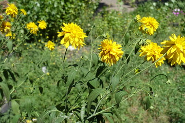 Stems of Rudbeckia laciniata Goldquelle with yellow flowers in July