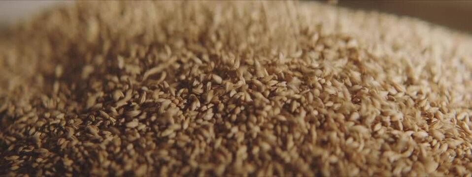 Close-up video of wheat grains falling on a big pile. Beer production. Factory, brewery concept.
