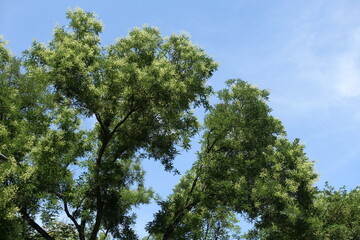 Sky and blossoming branches of Sophora japonica in July