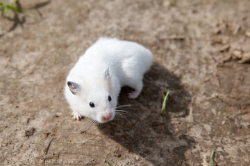 white hamster walking. Domestic hamster on the outside