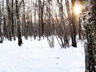 low sun illuminates bare birch trees near snowy path in snow-covered city park in winter