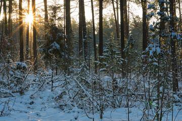 Sunrise on a clear frosty morning brings light into the gloom of the coniferous forest, painting snowdrifts, pines, young snow-covered spruces and junipers in golden color.