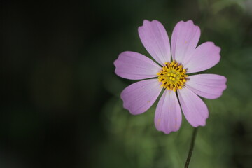 Fototapeta premium ピンク色のコスモスの花