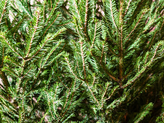 natural background - green branches of fresh spruce tree closeup indoor