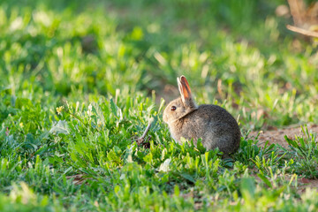 Common Rabbit or European Rabbit (Oryctolagus cuniculus) feeding in the meadow. Leon, Spain