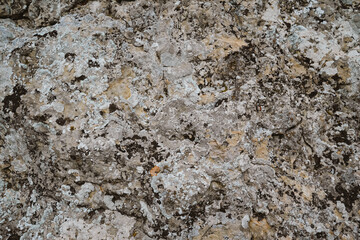 Moss grows on stone. Background for the computer. Rocky surface in the mountains