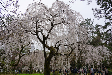 京都御苑の枝垂れ桜