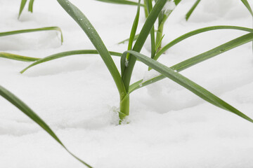 Snow covered young sprouts of garlic.