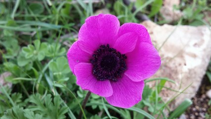 Pink anemone flower  close up