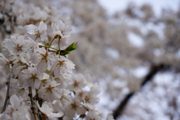 京都　満開の桜のイメージ