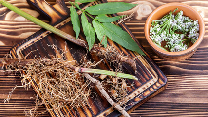 Valeriana roots, leaves and flowers close-up. Collection and harvesting of plant parts for use in...