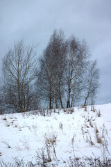 birches on a snowy hill in winter morning