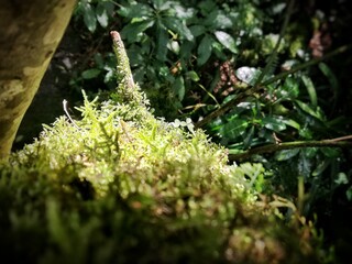 moss on tree