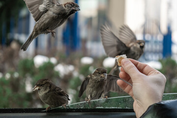 Sparrows sit in the car and beg for food. The woman feeds them from her hands.