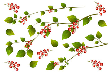 Tree branches with green leaves and red berries
