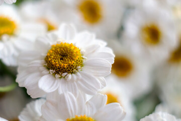 Obraz premium Close-up of a bouquet of chrysanthemum field daisies. Chamomile chrysanthemum close-up. White beautiful daisies for a postcard. Herbal medicine, decoction, hand care.