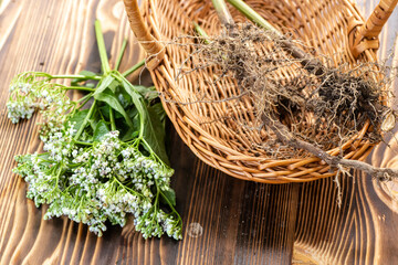 Valerian roots close-up. Collection and harvesting of plant parts for use in traditional and alternative medicine as a sedative and tranquilizer. Ingredients for the preparation of herbal medicines.