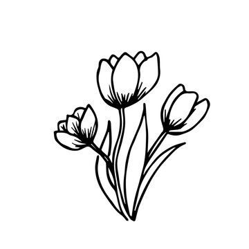 Doodle bouquet of three tulips on a white background isolated. Vector flowers can be used for wedding decor, textiles, postcards, business card design