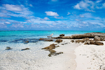 Fototapeta na wymiar Large Bird on Maldive Island Sand Beach