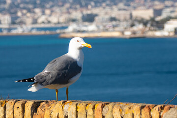 Möve - Blick auf Cannes