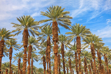 Date palm trees plantation. Middle east agriculture. Israel