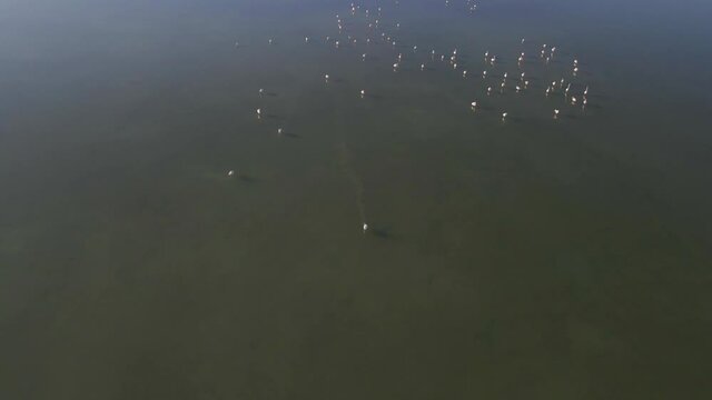 Aerial view of flamingos in lagoon of South France