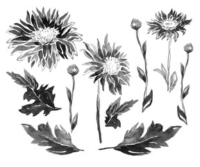 Wild chrysanthemum hand drawn with live brush stroke with watercolor. Set of flowers elements in bloom, buds, stems and leaves in monochrome halftones isolated on white. Raster illustration.