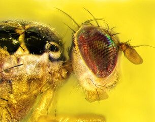 Mediterranean fruit fly or medfly (Ceratitis capitata) is the dangerous pest of citrus trees in the...