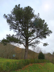 Tall Tree at idyllic Forest   