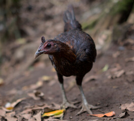 Balinese Rooster