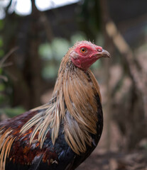 chicken on the farm