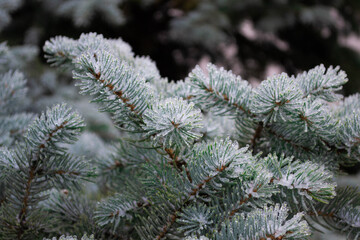 Green winter pine in ice