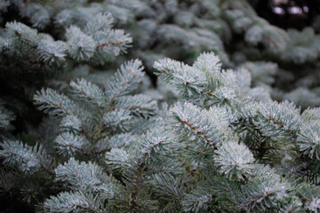 Green winter pine in ice