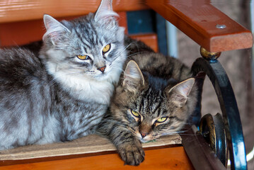Two adult kittens are lying on a bench. Large