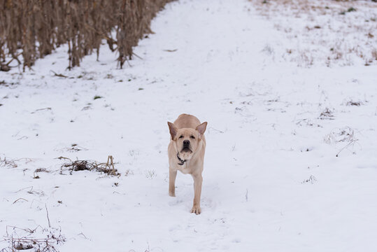 Funny labrador dog in snow