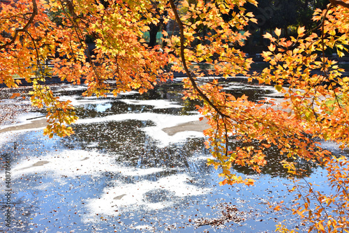 公園の紅葉した楓と青空を反射する池 Wall Mural Wallpaper Murals Masyok
