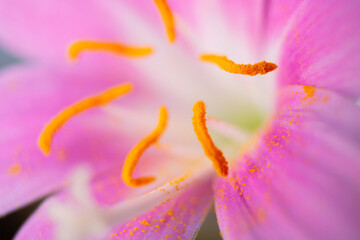 Macrophoto of the stigmas and pollens of pink flower. Stigmas of a pink flower in focus. Pollens of the flower. Pink petals. Macrophotography. 