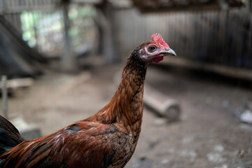 Balinese Rooster