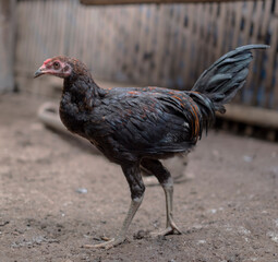 Balinese Rooster