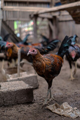 Balinese Rooster