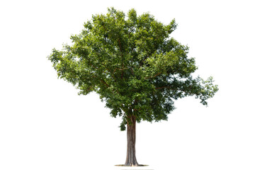 Trees isolated on white background, tropical trees isolated used for design, advertising and architecture.