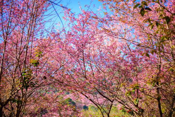 Fototapeta premium Beautiful colored trees. See mountains in the beautiful forest road.