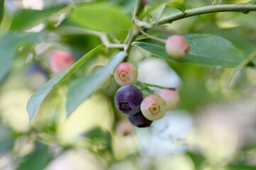 ブルーベリー
