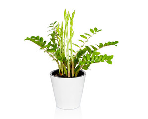 Decorative plant in flower pot isolated on white background