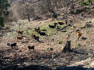 Cows in village Moita Corsica France 