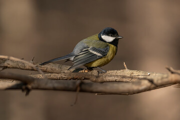 Cute Great tit (Parus major) bird in yellow black color sitting on tree branch