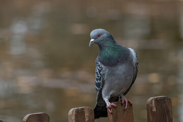Portrait of a beautiful  pigeon on a sunny  day.