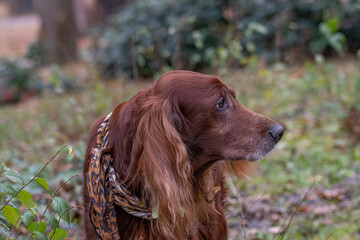 Portrait of Irish setter dog. Selective focus